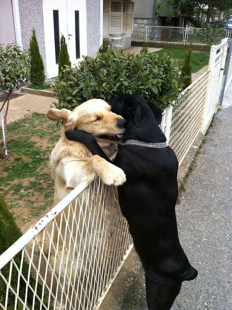 Hug Dogs, Funny