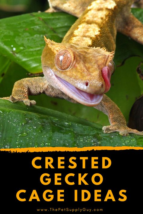 Gecko Cage Ideas, Crested Gecko Habitat, Gecko Cage, Crested Gecko Care, Leopard Gecko Care, Gecko Habitat, Gecko Food, Crested Geckos, Rainforest Habitat