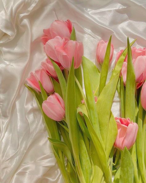 Square Magazine, Pink Tulips, Tulips, Magazine, Silk, Instagram Photos, Square, Pink, Instagram