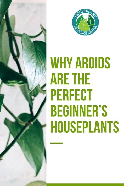 Are you looking to start your own houseplant collection? Discover why aroids are the perfect beginner's houseplants and the best care tips for aroids plants. #aroids Philodendron Care Tips, Types Of Philodendron Plants, How To Care For Philodendron Houseplant, Philodendron Melanochrysum Care, Philodendron Birkin Plant, Mexican Feather Grass, Types Of Houseplants, Easy Care Houseplants, Fig Plant