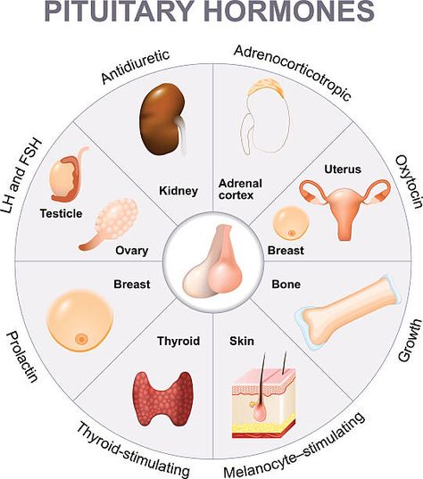 Hypothalamus Illustrations, Royalty-Free Vector Graphics & Clip Art - iStock Endocrine System Hormones, Endocrine System Nursing, Cranial Nerves Mnemonic, Anatomy Images, Pharmacology Nursing, Pituitary Gland, Nursing School Survival, Nursing School Tips, Medical School Studying