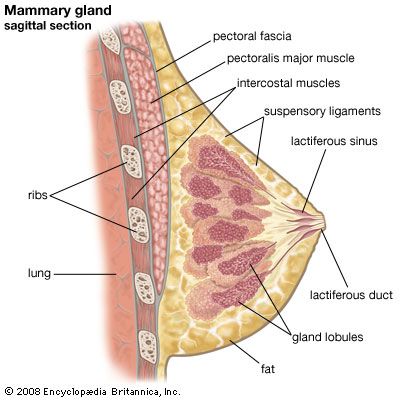 Mammary Gland Anatomy, Glands Anatomy, Integumentary System, Nursing School Motivation, Basic Anatomy And Physiology, Subcutaneous Tissue, Mammary Gland, Female Reproductive System, Human Body Anatomy