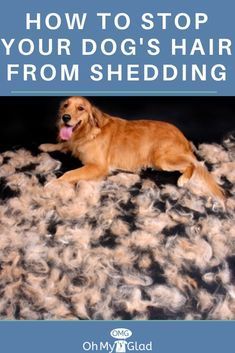 Dog Shedding Remedies, Stop Dog Shedding, Dog Hair Cleaning, Kitty Play, Dog Hair Removal, Dog Remedies, Welsh Corgi Puppies, Pet Ideas, Hair Shedding