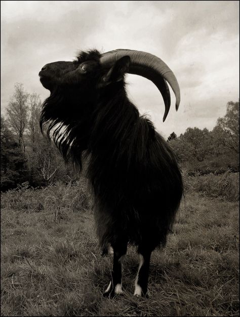 “Black Philip, Black Philip, a crown grows out his head!”A portrait print from the “Black Philip” series in size: 18x13 cm/5x7" in sepia.The photo is printed on HP Premium Photo Paper wi... Black Philip, Nona Limmen, Goya Paintings, Black Phillip, Black Goat, Horror Tattoo, Crystal Eye, Reptiles Pet, Undertale Cute