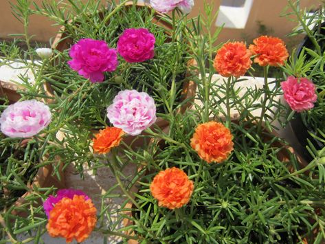 Rose Plant In Pot, Table Rose Plant, Mose Rose Flower, Carpet Roses Landscapes, Rose Moss, Portulaca Flowers, Portulaca Grandiflora, Red Rose Garden Aesthetic, Flower Crafts Kids