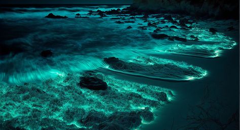 Follow the Glow: Top 15 Bioluminescent Beaches in the World Fathomless Warlock, Bioluminescence Beach, Glowing Plankton, Bioluminescent Plankton, Lakshadweep Islands, Sea Dream, San Juan Island, Mission Bay, Life Vision