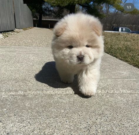 Puppy Chow Chow, White Chow Chow, Chow Puppy, Chow Chow Puppy, Chow Chow Dogs, Puppy Chow, A Puppy, Baby Dogs