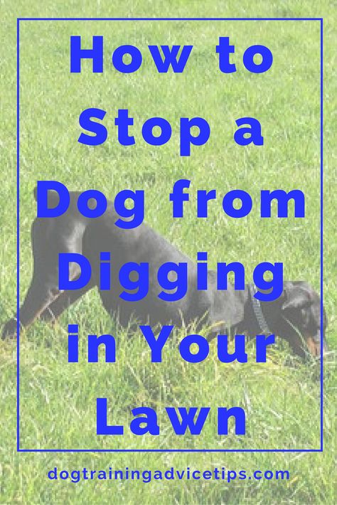 Stop Dogs From Digging, Socializing Dogs, Stop Dog Barking, Dog Training Advice, Dog Info, Aggressive Dog, Obedience Training, Dog Obedience, Dog Training Obedience