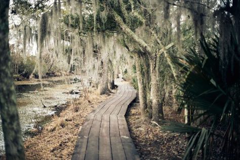 The 8 Best New Orleans Swamp Tours of 2019 Swamp Tours New Orleans, Swamp Aesthetic, New Orleans Swamp, New Orleans Swamp Tour, Swamp Tours, New Orleans Vacation, Louisiana Bayou, New Orleans Travel, Modern Disney