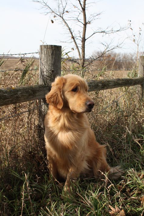 Farm Golden Retriever, Golden Retriever Farm Dog, Golden Retriever On Farm, Country Golden Retriever, Cute Farm Dogs, Golden Retriever Training, Chien Golden Retriever, Golden Life, Farm Dogs