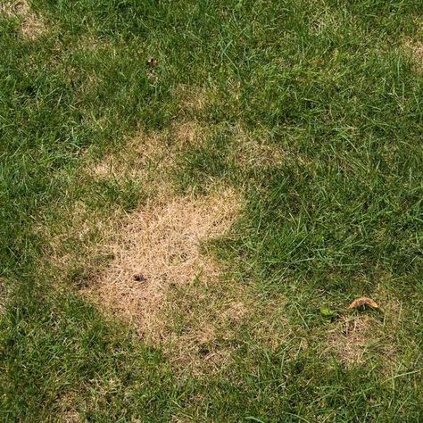 Why Are There Brown Spots On My Lawn? | The Family Handyman Pet Friendly Yard, Best Artificial Grass, Insect Activities, Dog Urine, Lawn Sprinklers, Septic System, Green Lawn, Family Handyman, Brown Spots