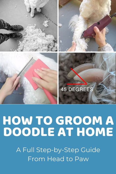 Doodle Sanitary Trim, Groom Dog At Home Diy, Goldendoodle Tail Grooming, Dog Grooming Tutorials, Grooming Doodles At Home, Grooming Goldendoodle At Home, Doodle Grooming Styles, Eyes Doodle, Doodle Haircuts