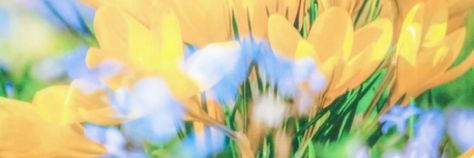 Random Header, Flower Header, Twitter Banners, Blue Banner, Yellow Sky, Twitter Banner, Banner Gif, Dark Pictures, Header Banner