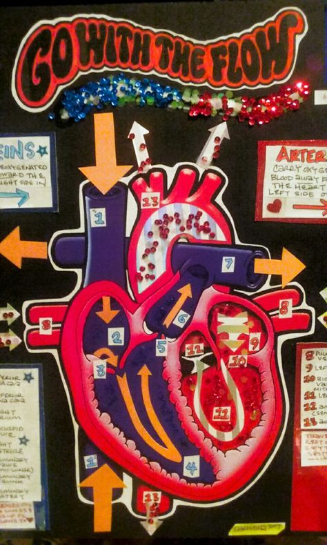 My Blood Flow Project #circulatorysystem Cardiovascular Project Ideas, Cardiovascular System Project Models, Heart Projects Anatomy, Circulatory System Drawing, Circulatory System Model, Respiratory System Projects, Charts For Classroom Decoration, Circulatory System Projects, Biology Project