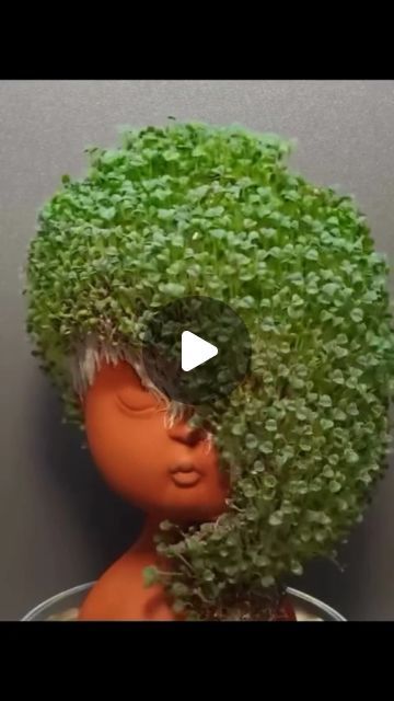 Growing chia seeds ⚘
 #timelapse #chiapet #photography #plant | Instagram Chia Seeds Growing, Chia Seed Plant, Chia Plant, Growing Chia Seeds, Plant Instagram, Chia Pet, Strawberry Smoothie, Lost 100 Pounds, Living Things