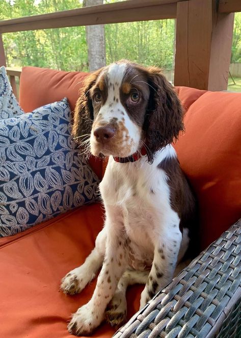 Brown Springer Spaniel, Brown And White Cocker Spaniel, No Shed Dog Breeds, Britney Spaniel, Gemini Szn, Springer Spaniel Puppy, English Springer Spaniel Puppy, Springer Spaniel Puppies, Bird Dog