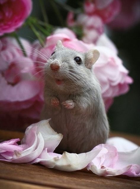 Gerbil, Little Critter, Cute Mouse, Hamsters, Cute Creatures, Sweet Animals, Animal Photo, 귀여운 동물, Animals Friends