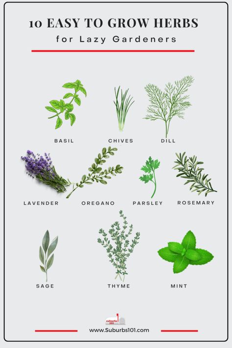 10 Easiest Herbs to Grow in Your Garden (Lazy Gardener) Easiest Herbs To Grow, Growing Irises, Best Herbs To Grow, Easy Herbs To Grow, Herbs To Grow, Garden Uk, Growing Mint, Biennial Plants, Rosemary Plant