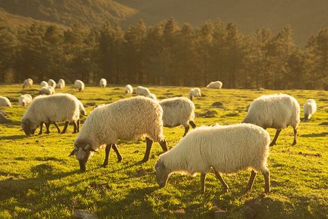 12.24-Feed-My-Sheep Feed My Sheep, Fields Of Gold, Most Beautiful Wallpaper, The Good Shepherd, Fabric Wall Art, Basque Country, The Shepherd, In The Mountains, Easy Install