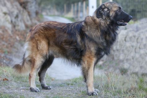 Estrela Mountain Dog. Estrela Mountain Dog, Pyrenean Mastiff, Guardian Dog, Coat Types, Every Dog Breed, Livestock Guardian, Boxer (dog), Animal References, Royal Canin