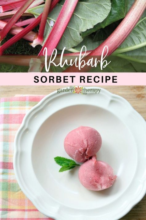 Rhubarb Sorbet Recipe Rhubarb Sorbet, Harry Potter Torte, Sorbet Recipe, Rhubarb Desserts, Sorbet Recipes, Ninja Creami, Brain Freeze, Rhubarb Recipes, Oreo Dessert