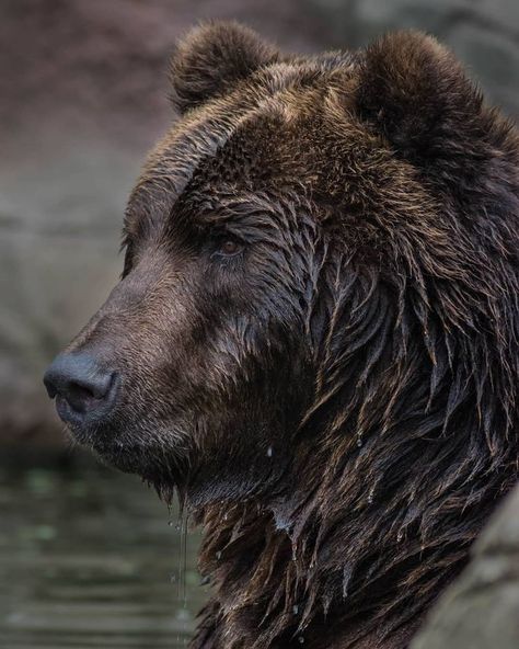 Bear Tattoos, Bear Tattoo, Bear Photos, Bear Pictures, Cool Animals, Animal Reference, Animal References, Bear Art, Grizzly Bear