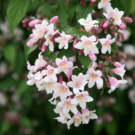 Abelia Meaning - Gratitude Kolkwitzia Amabilis, Beauty Bush, Flowering Quince, Garden Compost, Pink Cloud, Planting Shrubs, Garden Shrubs, Flowering Shrubs, Garden Care