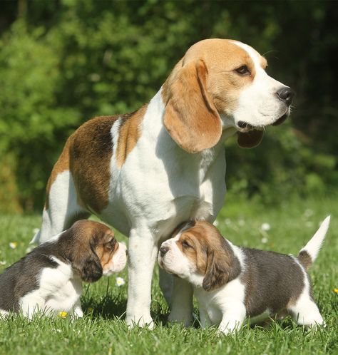 The Beagle - Your Helpful Dog Breed Information Center Old Beagle Dog, Boxer Beagle Mix, Best Hypoallergenic Dogs, Beagle Breeds, Abandoned Farm, Puppy Toys, Dog Beagle, Akc Breeds, Beagle Puppies