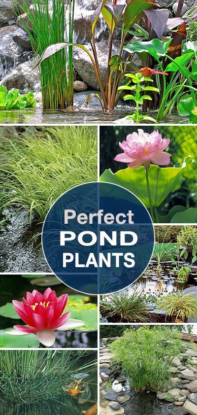 Perfect Pond Plants • Lots of tips, ideas and info to help you create that perfect garden pond! Yard Pond, Tanaman Air, Backyard Ponds, Taman Air, Garden Ponds, Goldfish Pond, Backyard Pond, Garden Pond Design, Outdoor Ponds