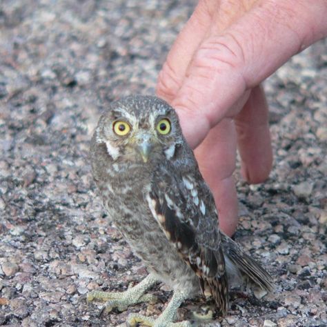 The Elf Owl – The Tiniest Owl In The World. In southwest Texas and southern Arizona, elf owls can be found in forests and desert cactus habitats. In arid areas, they usually nest in woodpecker holes in tall saguaro cactus. Image Credit; Joshua Stewart. vF 7-19-22 Western Screech Owl, Elf Owl, Female Of The Species, Strange Animals, Owl Species, Blood Hunter, Puppy Barking, Owl Wings, Mother Bird