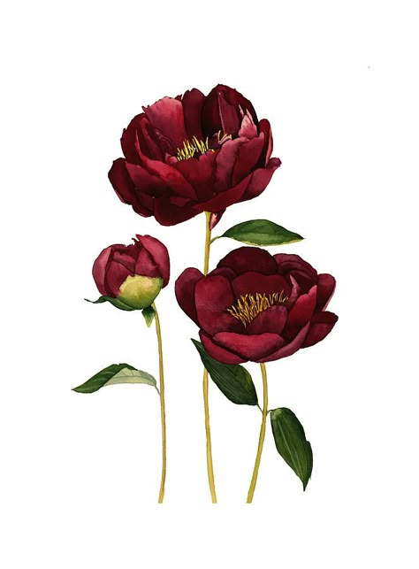 Watercolor burgundy peonies is a painting by Inna Patiutko which was uploaded on March 1st, 2020. The painting may be purchased as wall art, home decor, appare Pink Flower Tattoos, Pink Peonies Art, Burgundy Peonies, Peonies Painting, Peony Illustration, Floral Pictures, Peony Tattoo, Peony Art, Roses Art