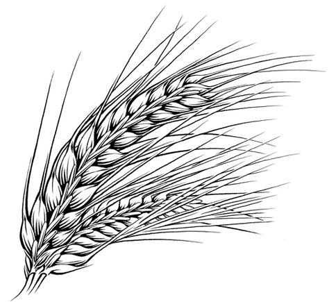 pen and ink illustration – barley Barley Drawing, Barley Illustration, Wheat Tattoo, Wheat Stalk, Rye Grass, Grass Drawing, Model Tattoo, Posca Art, Illustration Botanique