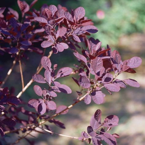 Purple Plum Tree, Purple Leaf Plum Tree, Purple Leaf Sand Cherry, Purple Shrubs, Ornamental Cherry, Small Trees For Garden, Purple Leaves, Reddish Purple, Japanese Maples