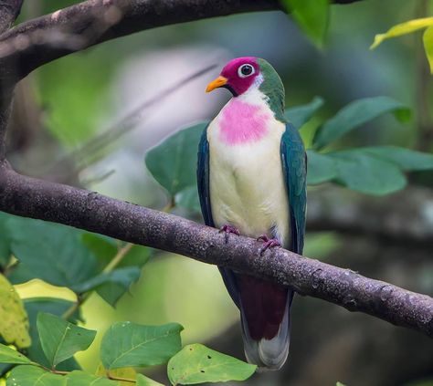 FRUITDOVE  Shunda Lee photographed this male Jambu Fruit Dove in Singapore Doves Aesthetic, Fruit Dove, Pigeon Breeds, Kinds Of Birds, Lovely Creatures, Rare Animals, Animal Totems, Exotic Birds, Bird Pictures