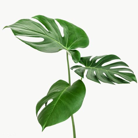 Plants Reference, Split Leaf Philodendron, Plant Reference, Plant Png, Leaf Png, Leaf Photography, Philodendron Monstera, Monstera Leaves, Monstera Plant