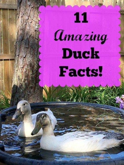 Ducks are super cute and full of personality! Check out these amazing duck facts - I bet there are a few that surprise you! Playhouse Plan, Best Egg Laying Chickens, Duck Breeds, Backyard Ducks, Duck Farming, Duck Stuff, Duck Coop, Raising Ducks, Raising Farm Animals