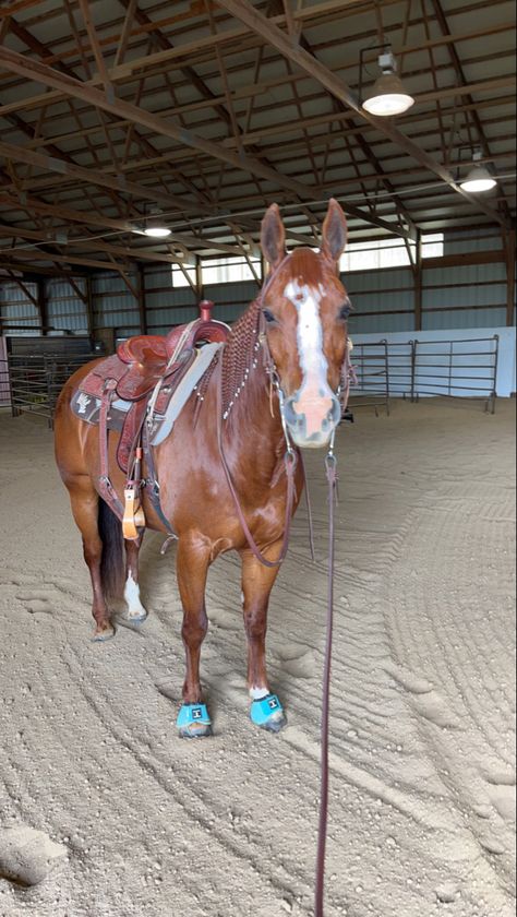 Ranch Horse Photography, Quarter Horse Aesthetic, Rodeo Horses Barrels, Red Roan Horse, Rodeo Pictures, Barrel Racing Tack Rodeo, Barrel Horses, Western Horse Riding, Aqha Horses