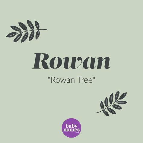 Rowan Name Meaning, Rowan Baby Name, Rowan Name, Baby Girl Name, Rowan Tree, English Name, Gender Neutral Names, Fantasy Names, Girl Name