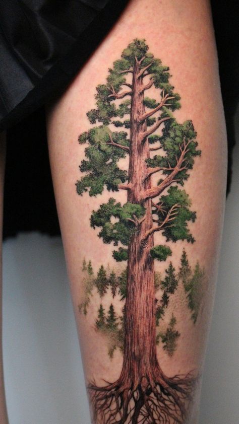 Sequoia Tattoo Ideas, Tree Line Tattoo Stencil, Colored Tree Tattoo, Giant Sequoia Tree Tattoo, Red Wood Tree Tattoo, Leg Tree Tattoo, Realistic Tree Tattoo, Redwood Tree Drawing, Sequoia Tattoo