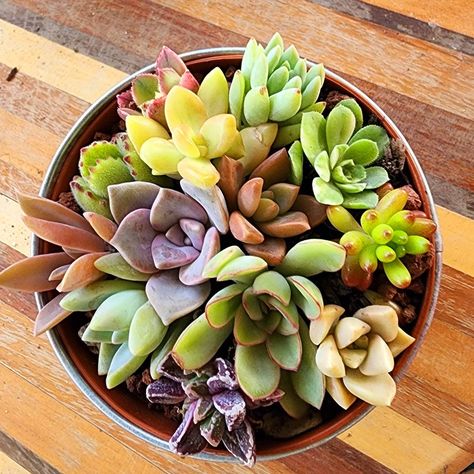 Greenery Home Decor, Grow Succulents, Baby Succulents, Succulent Collection, Indoor Greenery, Zebra Plant, Succulent Cuttings, Hanging Succulents, Colorful Succulents