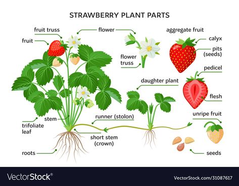 Growing Strawberries In Containers, Strawberry Varieties, Strawberry Drawing, Alpine Strawberries, Plant Parts, Strawberry Plant, Strawberry Leaves, Strawberry Garden, Growing Strawberries