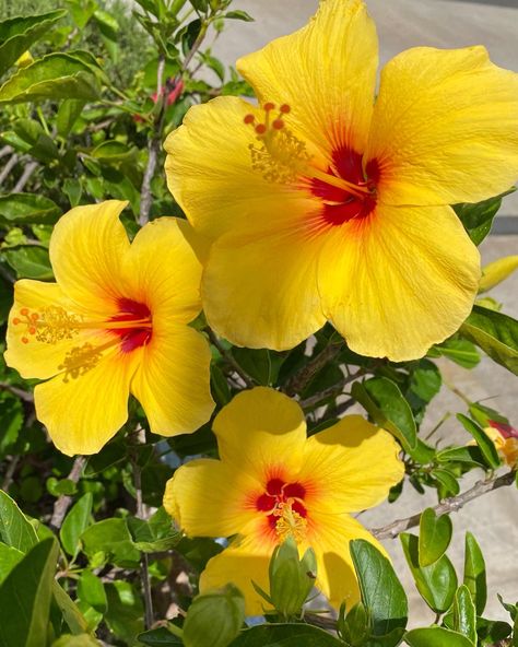 Costa Rican Flowers, Ecuador Flowers, Indoor Flowers Decor, Caribbean Plants, Propagate Hibiscus, Nails Acrylic Flower, Mythical Places, Yellow Hibiscus Flower, Nail Flowers