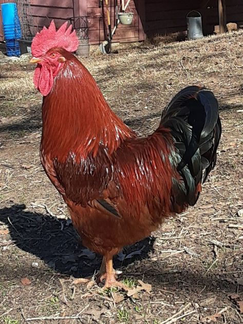 He is a gorgeous specimen who is literally the cock of the roost. Rhode Island Red, in charge of the backyard chicken run. Rhode Island Red Rooster, Tattoos Pets, Australorp Chicken, Aesthetic Chicken, Beautiful Rooster, Rhode Island Red Chickens, Pet Tattoo Ideas, Pet Drawings, Pet Anime