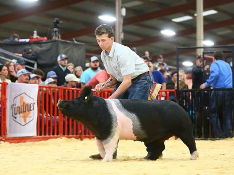 Pigs As Pets, Showing Pigs, Show Pigs, 4h Fair, Fair Season, Pig Showing, Pig Pen, Happy Pig, Pig Ears