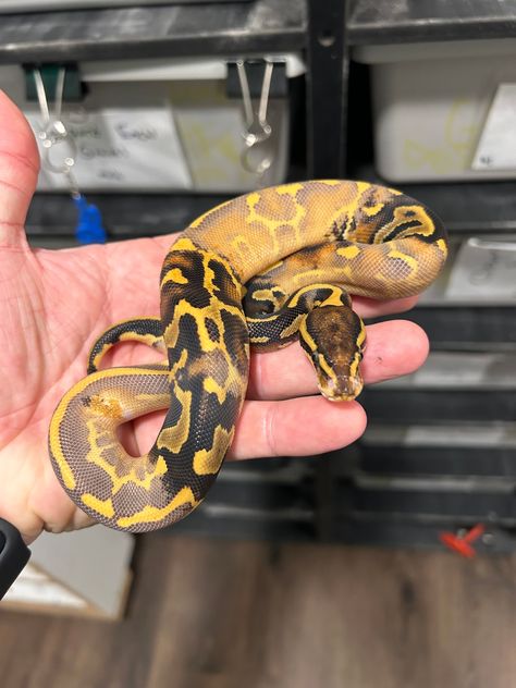 Paradox Ball Python, Python Morphs, Python Regius, Ball Python Morphs, Ball Pythons, Ball Python, Pet Stores, Awesome Animals, Reptiles And Amphibians