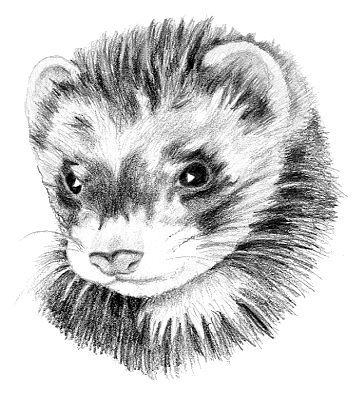 Ferret. Furet in French Ferrets Tattoo, Ferret Tattoos, Ferret Tattoo, Ferret Art, Art Deco Paintings, Cute Ferrets, Sketch Inspiration, Animal Sketches, Arte Animal