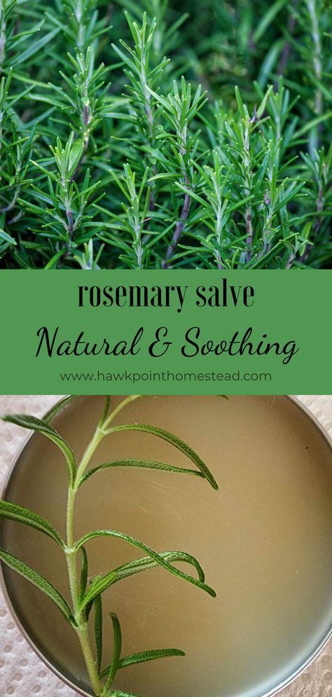 This recipe for homemade rosemary salve is so easy and makes a delightful salve that can be used to sooth, heal and moisturize your skin. Rosemary is known to potentially have several health and skin benefits. Rosemary oil may reduce joint inflammation, pain relief, relieve dry skin and other skin conditions, increase circulation and repel certain bugs. Rosemary is a versatile herb with many possible positive effects on the skin, which is why it is an ingredient in many creams and salves. Recipes That Use Rosemary, Oregano Salve Recipe, Mullen Salve, Mullein Salve Recipe, Rosemary Salve, Uses For Rosemary, Remedies For Ear Infections, Herbal Salve Recipes, Healing Salve Recipe