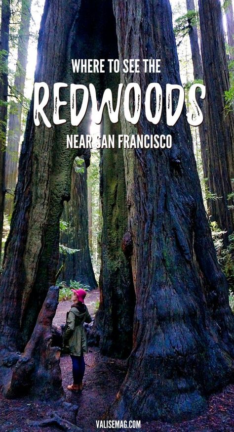 Redwoods near San Francisco California Redwoods Tattoo, Humboldt Redwoods State Park, San Francisco Vacation, California Redwoods, California Trip, Muir Woods, The Redwoods, California Vacation, Senior Trip