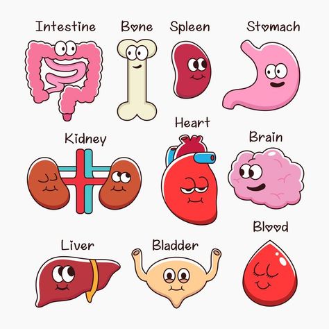 anatomical, anatomy, art, biological, biology, blood, body, bone, brain, care, cartoon, collection, color, design, digestive, education, element, health, healthy, heart, human, icon, icons, illustration, internal, intestine, isolated, kidney, liver, lung, lungs, male, man, medical, medicine, mouth, object, organ, organs, pancreas, physiology, science, set, sign, spleen, stomach, style, symbol, system, vector Organ Doodles, Anatomy Doodles, Science Lab Decorations, Anatomy Design, Sistem Pencernaan, Doctor Stickers, Human Organs, Medical Stickers, Human Body Organs