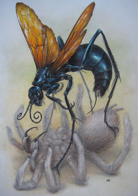 Tarantula Hawk Wasp by C.Nahaboo Tarantula Hawk Wasp Tattoo, Wasp Drawing, Tarantula Hawk Wasp, Wasp Tattoo, Wasp Insect, Tarantula Hawk, Hawk Tattoo, Bug Collection, Butterfly Artwork